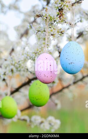 Easter eggs hanging on blooming hawthorn tree in the garden. Spring decor Stock Photo