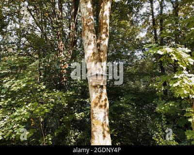 One tall tree standing in the middle of other trees in forest with a saying on tree trunk Stock Photo