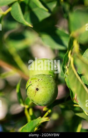 Walnuts in a green shell and leaves on a branch. Stock Photo