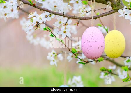 Easter eggs hanging on blooming cherry tree in the garden. Spring decor Stock Photo