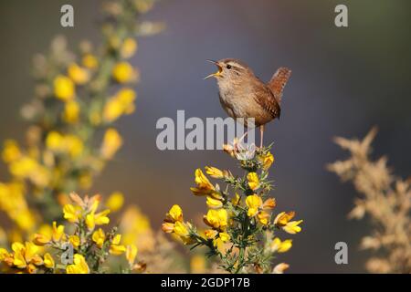 A male Eurasian Wren (Troglodytes troglodytes) singing from the top of a gorse bush in Suffolk, UK Stock Photo