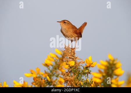 An adult male Eurasian Wren (Troglodytes troglodytes) singing from the top of a gorse bush at St Aidan's RSPB reserve, West Yorkshire