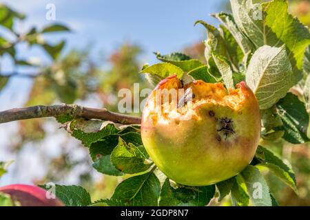 An apple growing on a tree which has been partially eaten by birds and wasps. Stock Photo