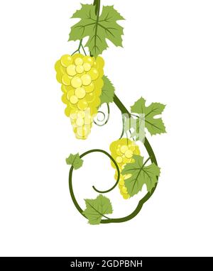 Vine with foliage and bunches of yellow grapes. Viticulture and farming. Branches with berries on a dense bush. Young Wild vineyard. Sweet autumn Stock Vector