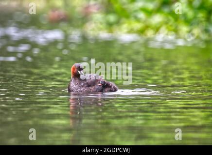 Little Grebe Stock Photo