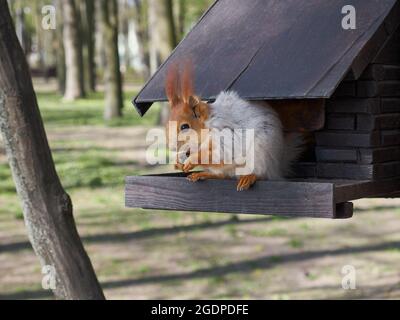 Squirrel eats sunflower seeds in her treehouse. Stock Photo
