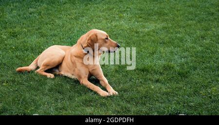 Labrador retriever lies on the grass. Stock Photo