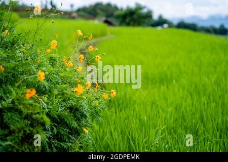 Mexican Aster flowers against green terrace background Stock Photo