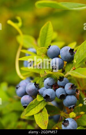 Picking delicious and healthy Wild blueberries in a field growing among the bushes Stock Photo