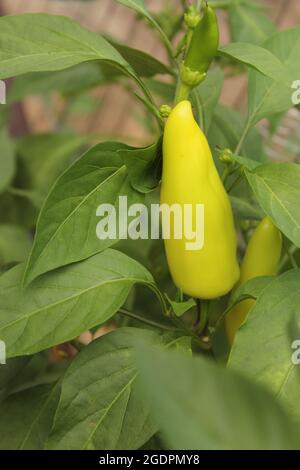 Hungarian Wax Pepper Growing on Plant Stock Photo