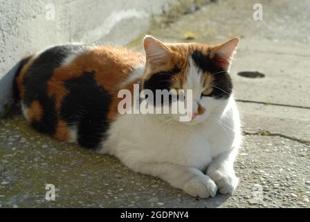 Portrait of a cute tricolor cat staring at the camera lying on the ground Stock Photo