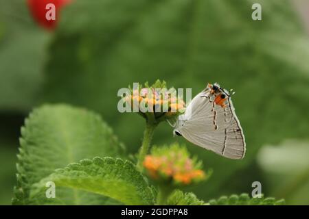 Gray Hairstreak Butterfly - Strymon melinus on Lantana Stock Photo