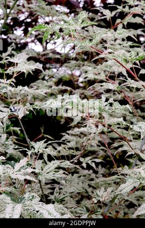 Acer palmatum ‘Ukigumo’ Japanese maple Ukigumo – small palmate cream leaves mottled dark green,  July, England, UK Stock Photo