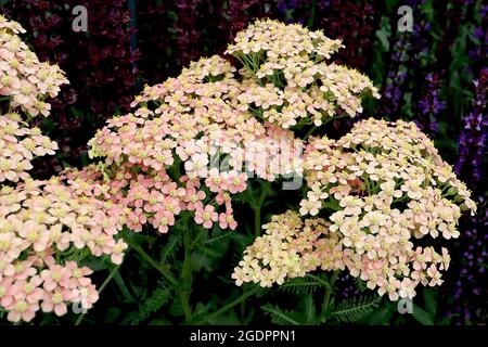 Achillea millefolium ‘Lachsschonheit’ yarrow Lachsschonheit - dense flat flower heads of tiny pale orange and coral pink flowers
