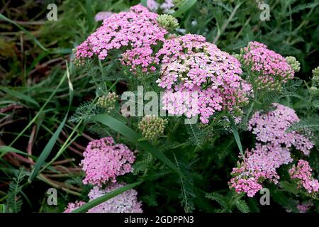 achillea millefolium lilac beauty,pink yarrow, flower ,bloom, blossom,  herbaceous perennial, summer flowering,RM Floral Stock Photo - Alamy