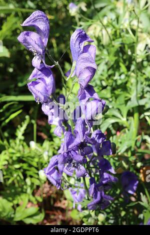 Aconitum napellus ‘Spark’s Variety’ Aconite Spark’s Variety – helmet-shaped purple blue flowers and slender lobed leaves,  July, England, UK Stock Photo