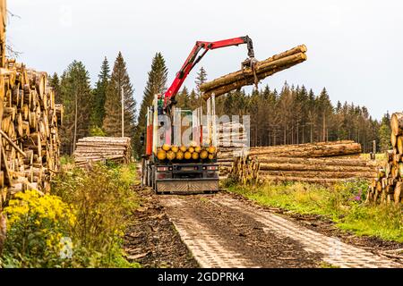 A forwarder with a hydraulic crane loads felled spruce trunks onto the former patrol road of the inner-German border near Sorge, Saxony-Anhalt, Germany; logs already cut are stacked on both sides. The former GDR border troops' patrol route now serves as a forest track for clearing spruce stands in the Harz killed by bark beetle infestation. Stock Photo