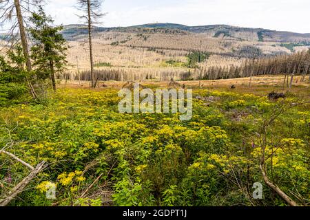 Forest dieback at the Brocken in the Harz Mountains, Germany Stock Photo