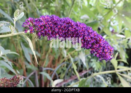 Buddleja davidii ‘Black Knight’ butterfly bush Black Knight - long clusters of tiny deep purple flowers with orange centre, July, England, UK Stock Photo