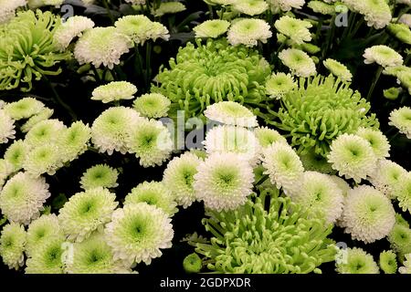 Chrysanthemum ‘Feeling White’ white flowers with green centre,  Chrysanthemum ‘Green Mist’  lime green flowers with tubular incurved petals,  July, UK Stock Photo