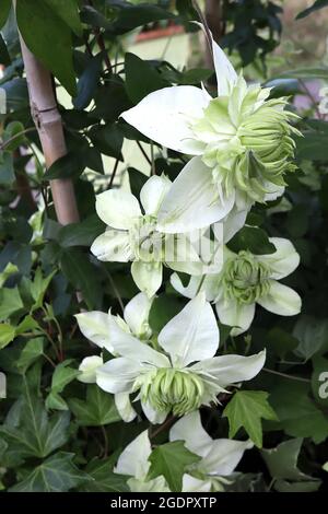 Clematis florida ‘Alba Plena’ Rosette-like white flowers with pale green inner petals,  July, England, UK Stock Photo