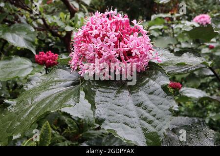 Clerodendrum bungei FLOWERS rose glory bower – domed cluster of medium pink flowers atop large wide ovate dark green leaves,  July, England, UK Stock Photo
