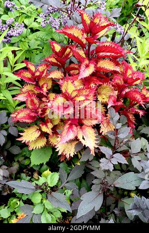Coleus ‘Terra Nova Red Ripple’ flame nettle Paisley Shawl – ovate and irregularly scalloped yellow leaves with red margins and undersides,  July, UK Stock Photo