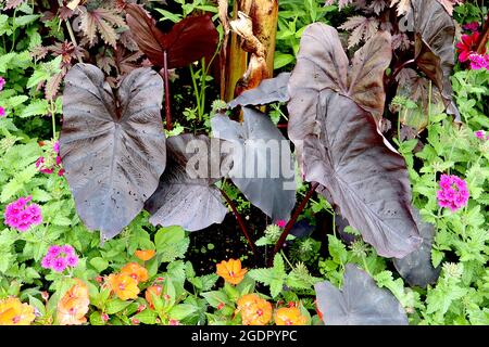 Colocasia esculenta ‘Black Magic’ taro Black Magic – heart-shaped deep brown black leaves and thick red stems, July, England, UK Stock Photo