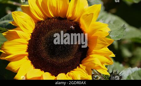 Bee on sunflower in summer. Stock Photo