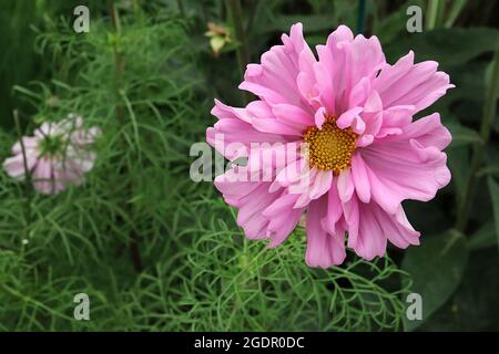 Cosmos bipinnatus ‘Double Click Mix’ double medium pink bowl-shaped flowers with tubular florets and feathery leaves, July, England, UK Stock Photo