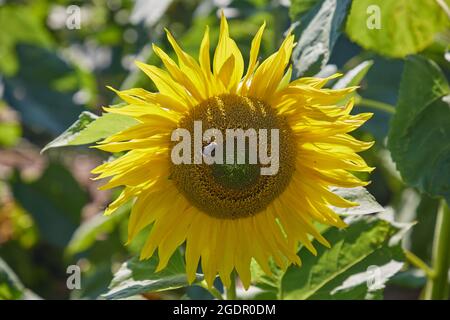 Bee on sunflower in summer. Stock Photo