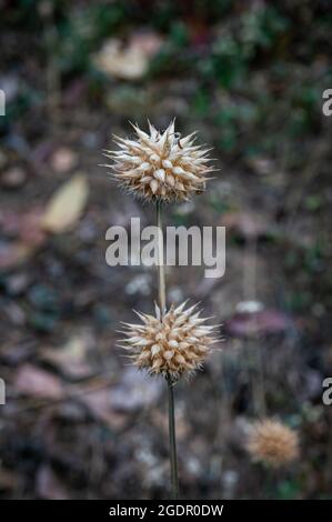 Dry seed pods of Leonotis leonurus (A.K.A. Lion tail, Wild daga - plant species in the mint family, Lamiaceae) in a forest garden. Santa Ines district Stock Photo