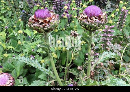 Cynara cardunculus var Scolymus  globe artichoke – large violet thistle-like flowers atop basket-like bracts,   July, England, UK Stock Photo