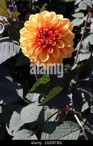 Dahlia ‘David Howard’  Decorative Dahlia Group 5  pale orange flowers and very dark green leaves with dark red outlines,  July, England, UK Stock Photo