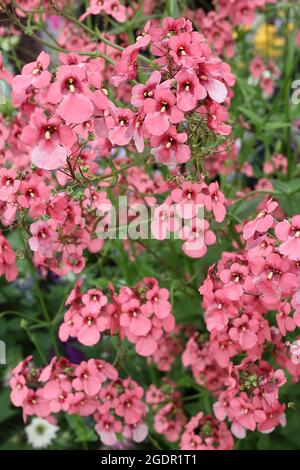 Diascia personata ‘Coral Belle’ Twinspur Coral Belle - coral pink shell-shaped flowers with dark pink throat and yellow mark,  July, England, UK Stock Photo