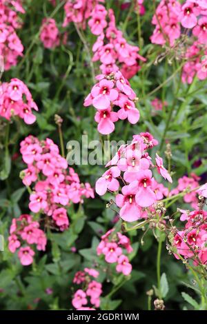 Diascia personata ‘Hopleys’ Twinspur Hopleys – deep pink shell-shaped flowers with dark pink throat and yellow mark,  July, England, UK Stock Photo