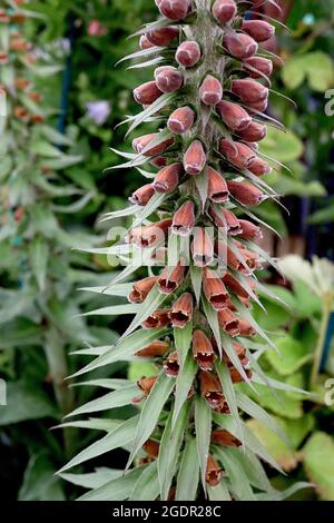 Digitalis parviflora small-flowered foxglove – dense flower spike of open bell-shaped brown orange flowers and lance-shaped leaves, very thick stems, Stock Photo