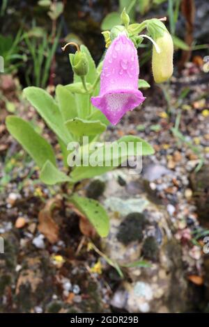 Digitalis thapsi Spanish foxglove – open bell-shaped medium pink flowers with white throat and pink speckles, fresh green leaves, short stems,  July, Stock Photo