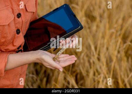 Agronomist farmer with digital tablet computer in wheat field using apps and internet. Smart farming using modern technologies in agriculture Stock Photo