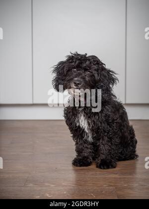 A cute, black cockapoo puppy with it's head tilted to one side in a neutral kitchen Stock Photo