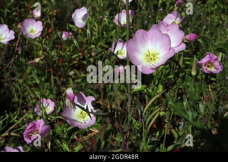 Escholzia californica PINK California poppy – silky cup-shaped medium pink flowers with white centre,  July, England, UK Stock Photo