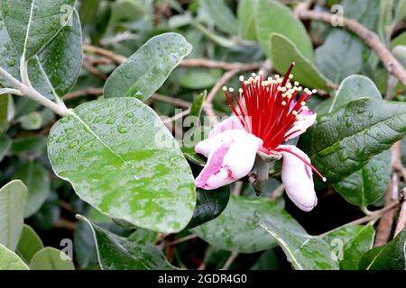 Feijoa / Acca sellowiana pineapple guava – white flowers with concave petals, pink inside, cluster of red stamens, grey green ovate leaves,  July, UK Stock Photo