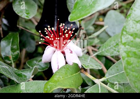 Feijoa / Acca sellowiana pineapple guava – white flowers with concave petals, pink inside, cluster of red stamens, grey green ovate leaves,  July, UK Stock Photo