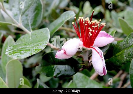 Feijoa / Acca sellowiana pineapple guava – white flowers with concave petals, pink inside, cluster of red stamens, grey green ovate leaves,  July, UK Stock Photo