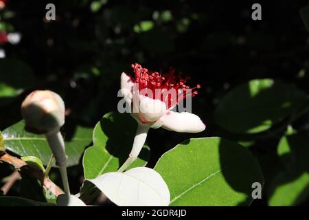 Feijoa / Acca sellowiana pineapple guava – white flowers with concave petals, pink inside, cluster of red stamens, grey green ovate leaves,  July, UK Stock Photo