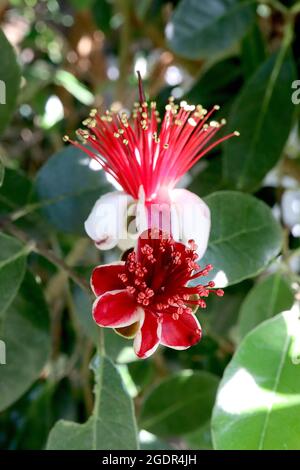 Feijoa / Acca sellowiana pineapple guava – white flowers with concave petals, pink inside, cluster of red stamens, grey green ovate leaves,  July, UK Stock Photo