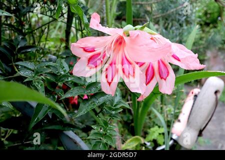 Gladiolus nanus ‘Impressive’ sword lily Impressive – funnel-shaped light pink flowers with red-margined deep pink blotch and white stripe,  July, UK Stock Photo