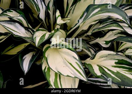 Hosta ‘Fireworks’ plantain lily Fireworks – wide ovate cream leaves with mid and dark green splashes,  July, England, UK Stock Photo