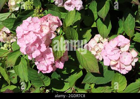Hydrangea serrata ‘Preziosa’ medium pink flowers with white centre,  July, England, UK Stock Photo