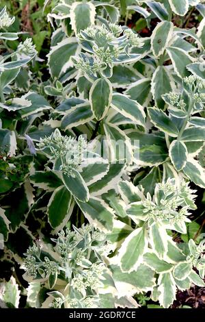 Hylotelephium / Sedum spectabile ‘Autumn Charm’ flat clusters of tiny cream flower buds atop fleshy grey green leaves with cream margins,  July, UK Stock Photo